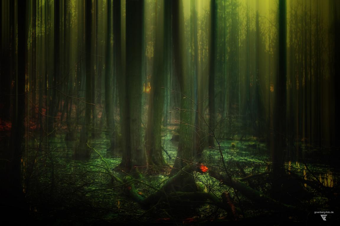 fotoserie böhmische wälder